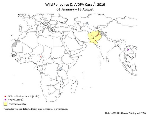 wild polio virus