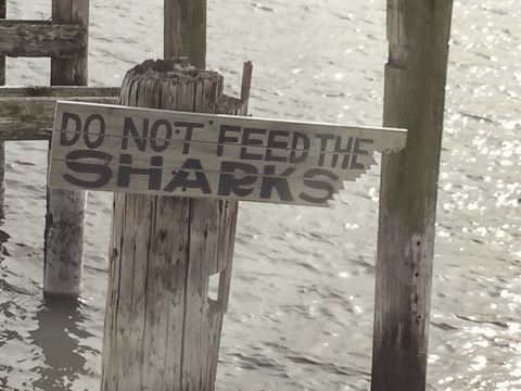 Don't feed the sharks! 